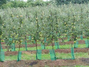 Modern intensive orchard
